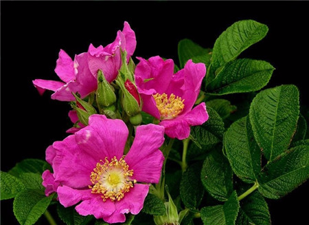  缫丝花的功效与作用，河州牡丹—缫丝花有什么作用