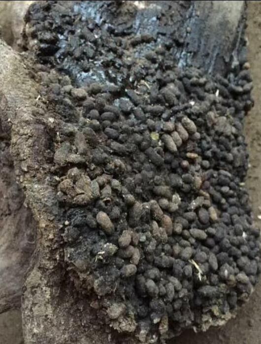 家里放一物绝对没潮虫，家庭驱除潮虫小妙招（沾满不知名“小虫子”）