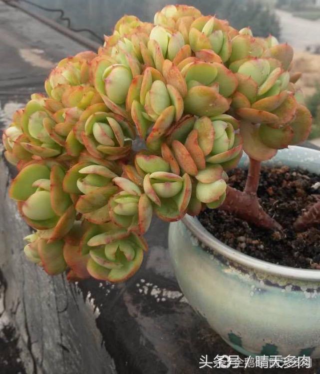 多肉根部干枯木质化的作用和加速方法，浇水也不行。干子好像木质化了