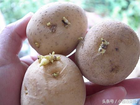 土豆发芽怎么办，土豆发芽部位去掉还可以吃吗（可以种一盆好吃的土豆）