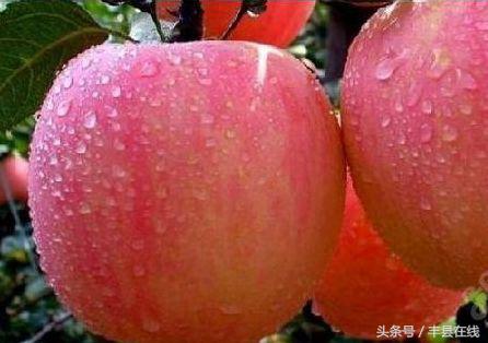 丰县苹果迎丰收硕果累累满枝头，王沟镇红富士苹果大丰收