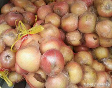 丰县苹果迎丰收硕果累累满枝头，王沟镇红富士苹果大丰收