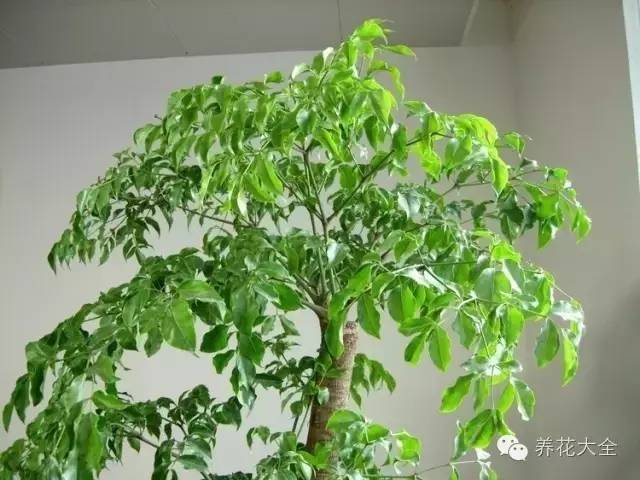 家里种什么花风水好又旺财，家里养什么花好旺财风水（这15种植物家里一定要有）