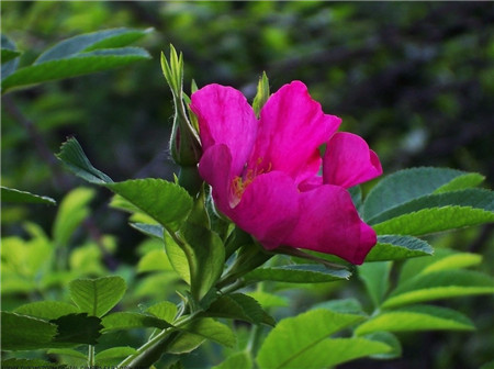  缫丝花的功效与作用，河州牡丹—缫丝花有什么作用