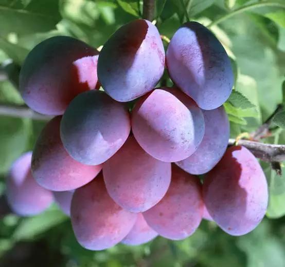 乌梅干的功效与作用，乌梅泡水的功效与作用（没想到竟然还有这么多功效）