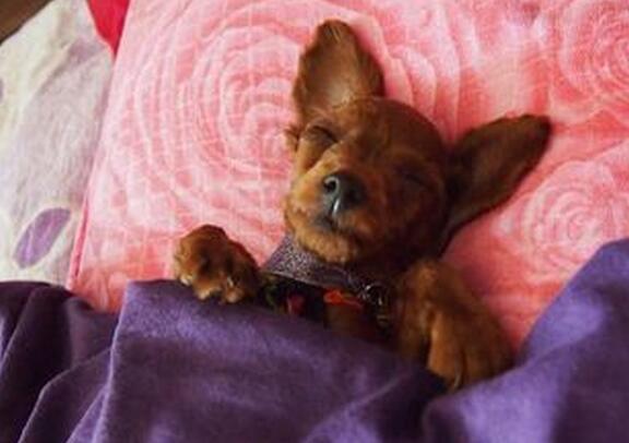 女人睡觉吹气是什么预兆，女人睡觉吹气是什么原因（睡相不太好的女生谁不想被男盆友这样照顾）