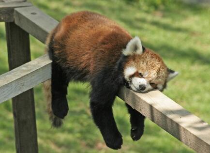 女人睡觉吹气是什么预兆，女人睡觉吹气是什么原因（睡相不太好的女生谁不想被男盆友这样照顾）