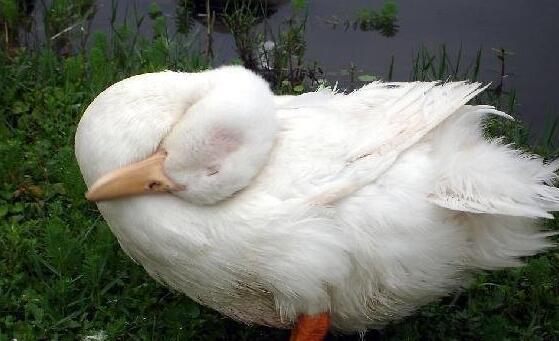 女人睡觉吹气是什么预兆，女人睡觉吹气是什么原因（睡相不太好的女生谁不想被男盆友这样照顾）