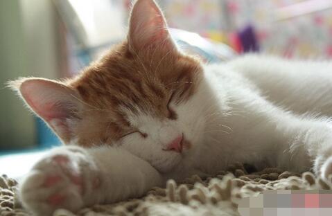 女人睡觉吹气是什么预兆，女人睡觉吹气是什么原因（睡相不太好的女生谁不想被男盆友这样照顾）