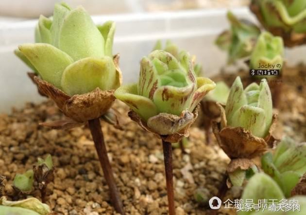 多肉根部干枯木质化的作用和加速方法，浇水也不行。干子好像木质化了