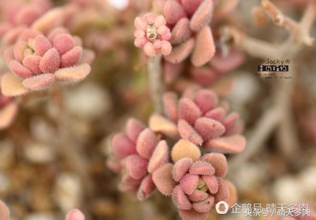 多肉根部干枯木质化的作用和加速方法，浇水也不行。干子好像木质化了