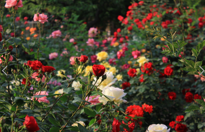 河北省各市市花，河北省花是什么（你知道邢台市花是什么吗）