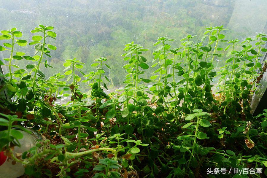 摸摸香碰碰香学名叫什么，碰碰香百度百科（越放纵越疯长）