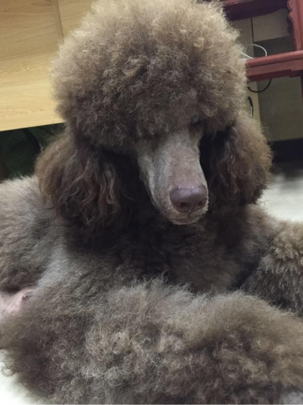 泰迪是贵宾犬吗,贵宾狗是泰迪吗(你知道贵宾犬到底有多少种吗)