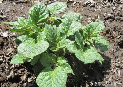 土豆发芽怎么办，土豆发芽部位去掉还可以吃吗（可以种一盆好吃的土豆）