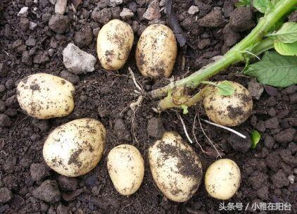 土豆发芽怎么办，土豆发芽部位去掉还可以吃吗（可以种一盆好吃的土豆）