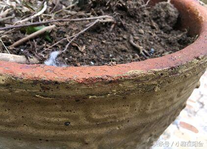 土豆发芽怎么办，土豆发芽部位去掉还可以吃吗（可以种一盆好吃的土豆）