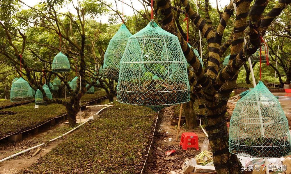 野生石斛的种植方法，野生石斛种植技术（铁皮石斛的林下生态栽培技术）