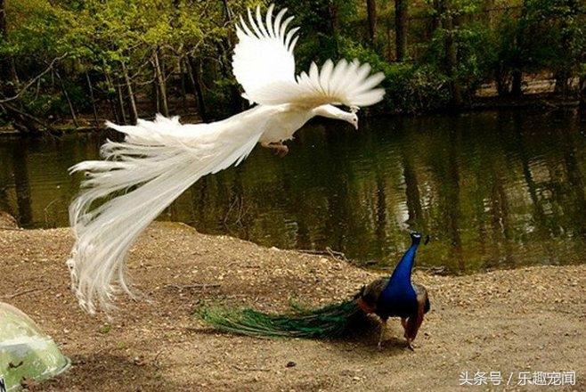 什么属相家中不放孔雀，孔雀旺什么属相（但它的特殊寓意你知道吗）