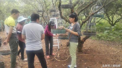 野生石斛的种植方法，野生石斛种植技术（铁皮石斛的林下生态栽培技术）