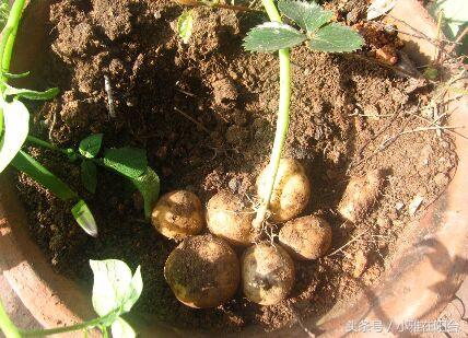 土豆发芽怎么办，土豆发芽部位去掉还可以吃吗（可以种一盆好吃的土豆）