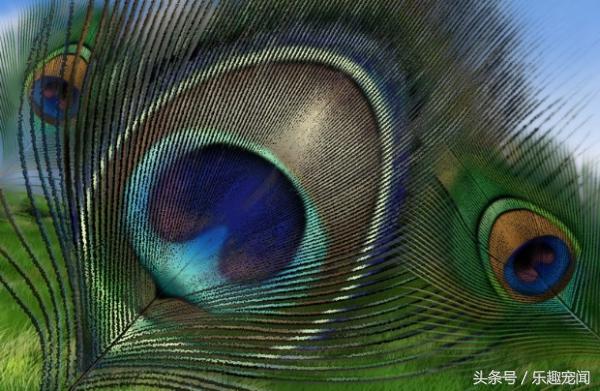 什么属相家中不放孔雀，孔雀旺什么属相（但它的特殊寓意你知道吗）