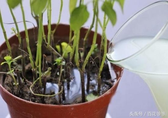 淘米水怎么发酵，用淘米水制作肥料的正确做法（十年老花匠教你学会让淘米水快速发酵的方法）