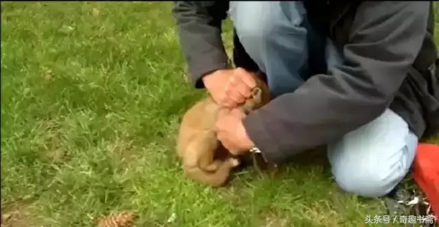 足球小狐狸电视机作文300字，精选小狐狸的作文300字10篇（男子后院遇到被困小狐狸）