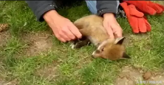 足球小狐狸电视机作文300字，精选小狐狸的作文300字10篇（男子后院遇到被困小狐狸）