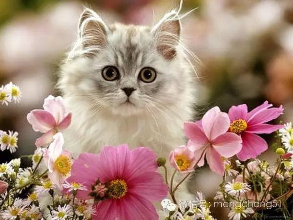 茉莉花对猫有毒吗，对猫有毒的植物有哪些（对猫咪有毒的植物有哪些）