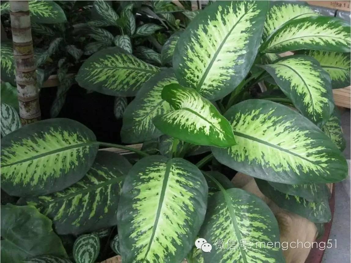 茉莉花对猫有毒吗，对猫有毒的植物有哪些（对猫咪有毒的植物有哪些）