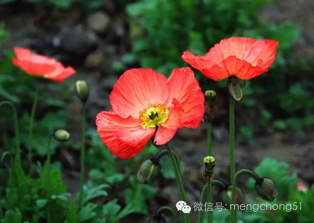 茉莉花对猫有毒吗，对猫有毒的植物有哪些（对猫咪有毒的植物有哪些）