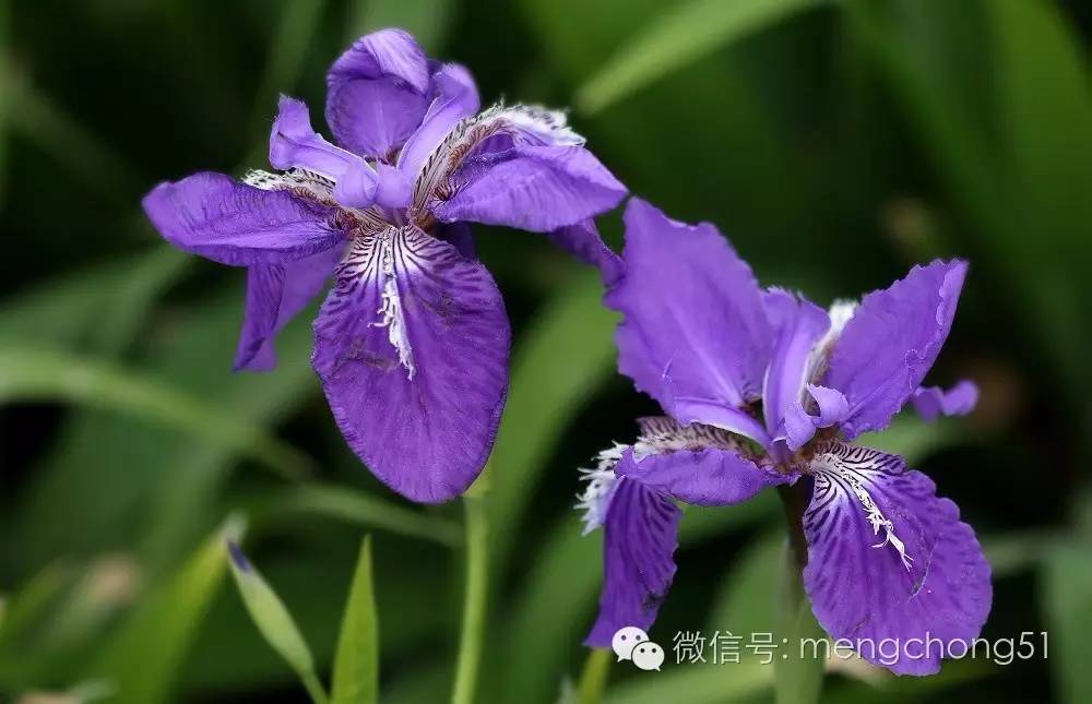 茉莉花对猫有毒吗，对猫有毒的植物有哪些（对猫咪有毒的植物有哪些）