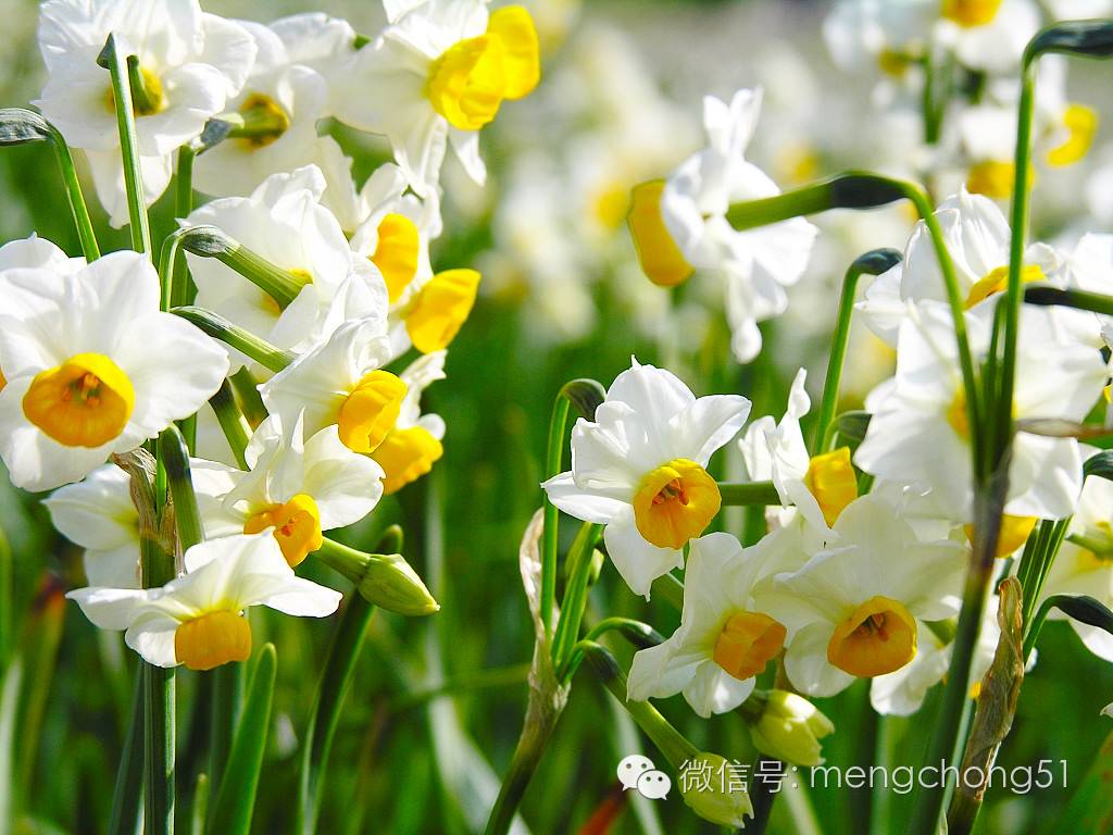 茉莉花对猫有毒吗，对猫有毒的植物有哪些（对猫咪有毒的植物有哪些）