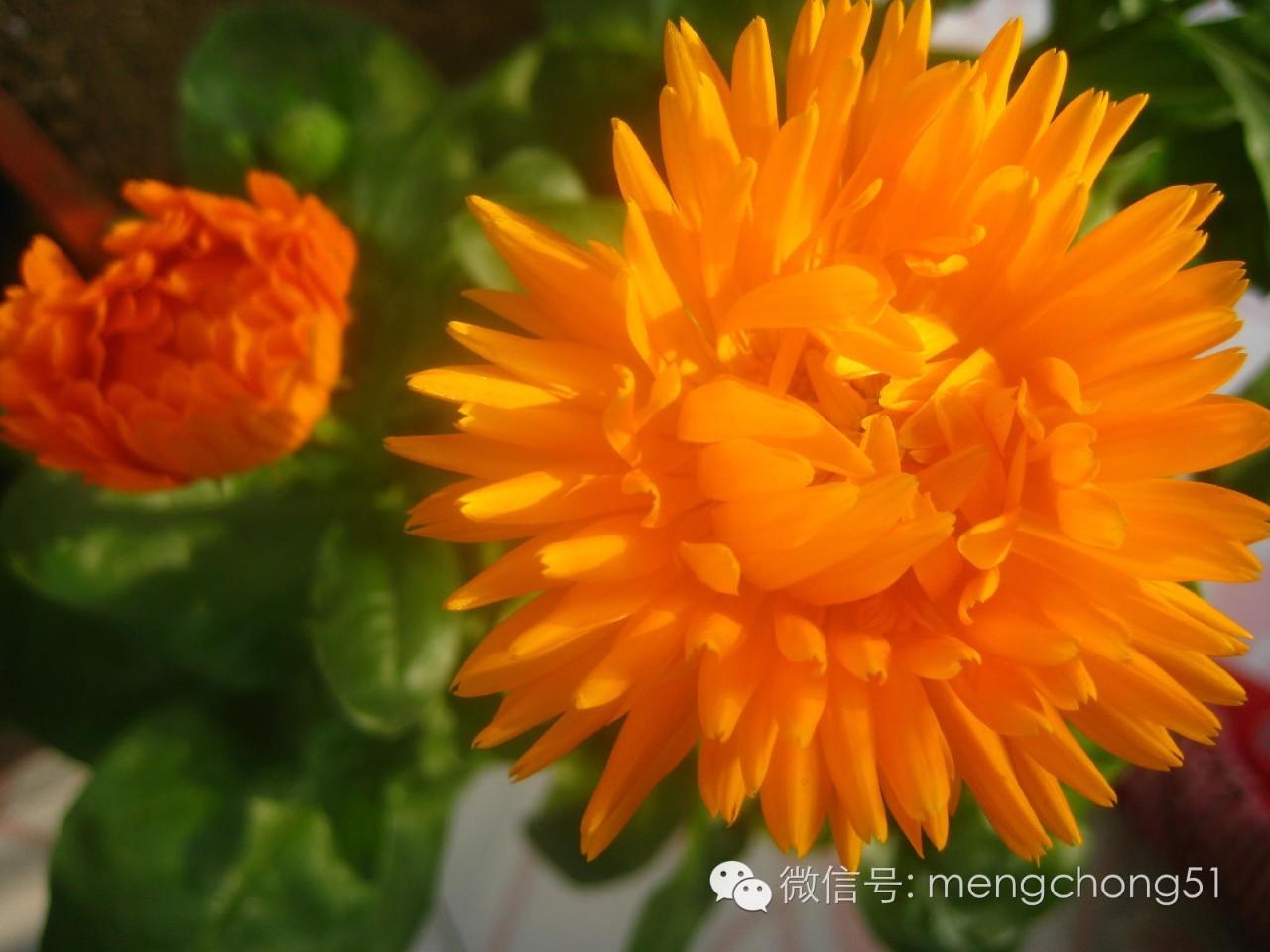 茉莉花对猫有毒吗，对猫有毒的植物有哪些（对猫咪有毒的植物有哪些）