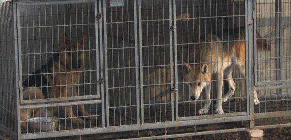 狼狗杂交,第三代混血狼好帅(和狼杂交的狗) 狼狗杂交,第三代混血狼好帅(和狼杂交的狗)