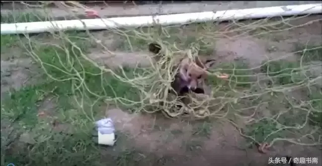 足球小狐狸电视机作文300字，精选小狐狸的作文300字10篇（男子后院遇到被困小狐狸）