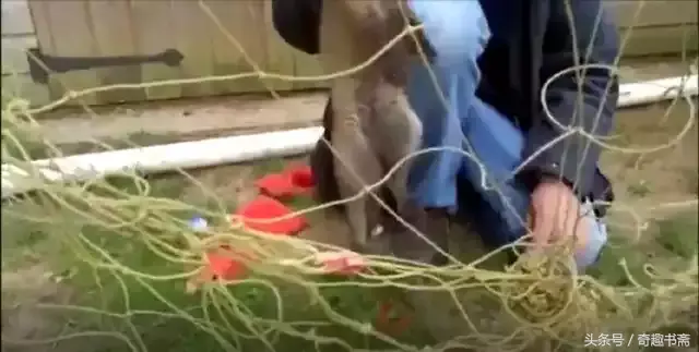 足球小狐狸电视机作文300字，精选小狐狸的作文300字10篇（男子后院遇到被困小狐狸）