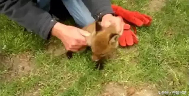 足球小狐狸电视机作文300字，精选小狐狸的作文300字10篇（男子后院遇到被困小狐狸）