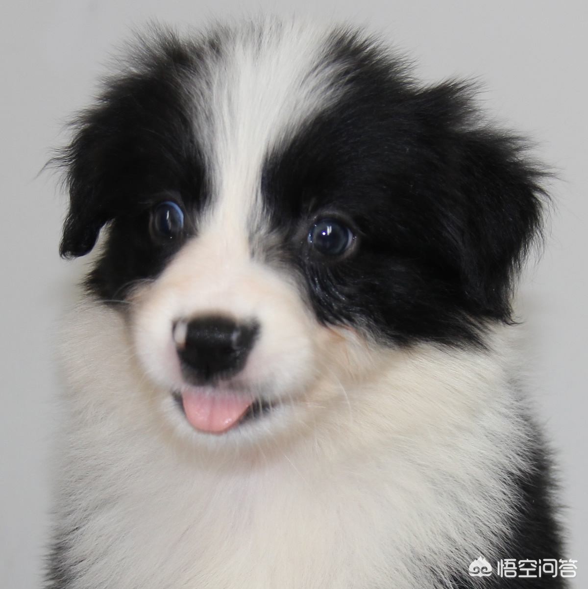 3个多月的幼犬边牧喜欢在家里大小便，带出去溜胆子还特别小，喜欢扑人、咬人的脚，怎么办？