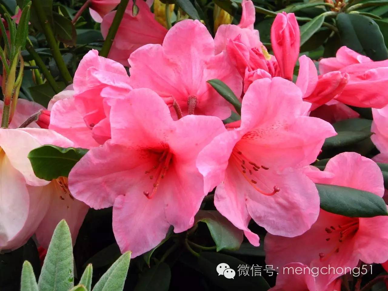 茉莉花对猫有毒吗，对猫有毒的植物有哪些（对猫咪有毒的植物有哪些）