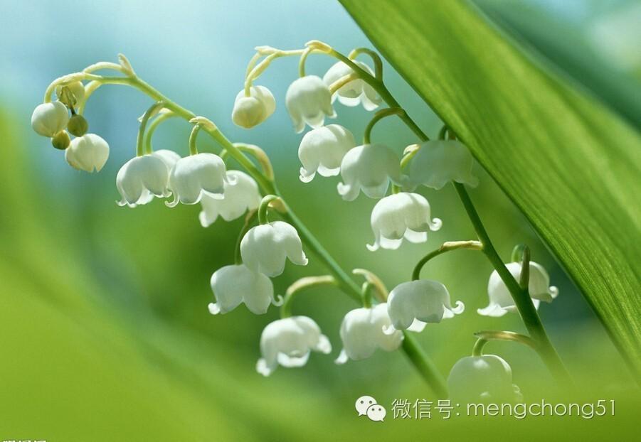 茉莉花对猫有毒吗，对猫有毒的植物有哪些（对猫咪有毒的植物有哪些）