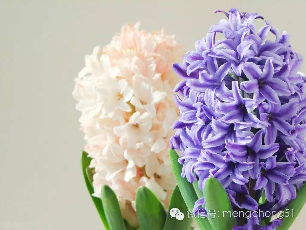 茉莉花对猫有毒吗，对猫有毒的植物有哪些（对猫咪有毒的植物有哪些）