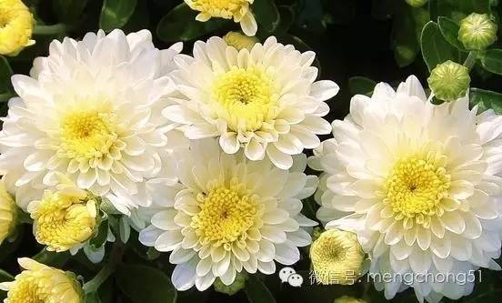 茉莉花对猫有毒吗，对猫有毒的植物有哪些（对猫咪有毒的植物有哪些）