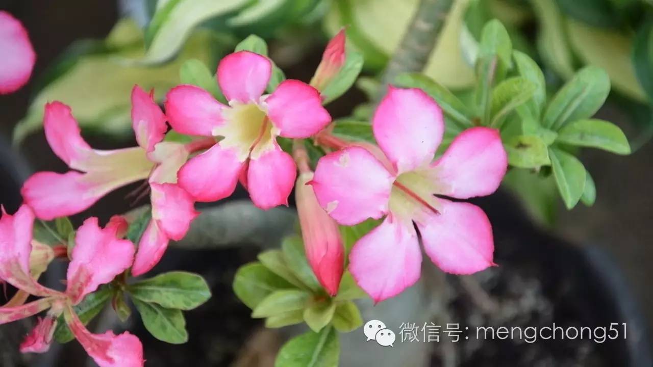 茉莉花对猫有毒吗，对猫有毒的植物有哪些（对猫咪有毒的植物有哪些）
