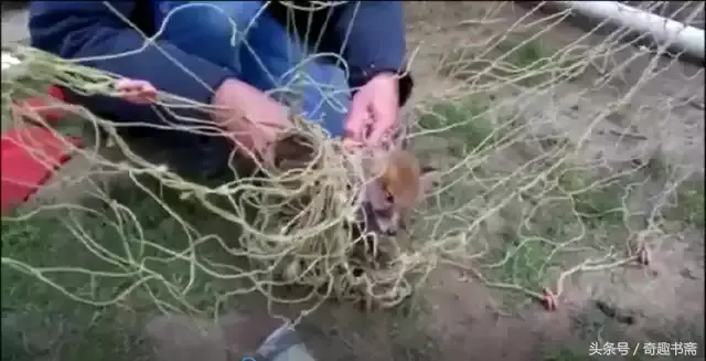 足球小狐狸电视机作文300字，精选小狐狸的作文300字10篇（男子后院遇到被困小狐狸）