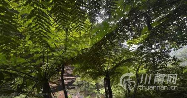 天仙洞风景区，天仙洞风景区要门票吗（泸州这几个天然氧吧等你来洗肺）