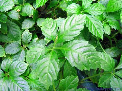 云南五叶参的功效与作用,中药五叶草功效与作用(降三高的"不老长寿草"