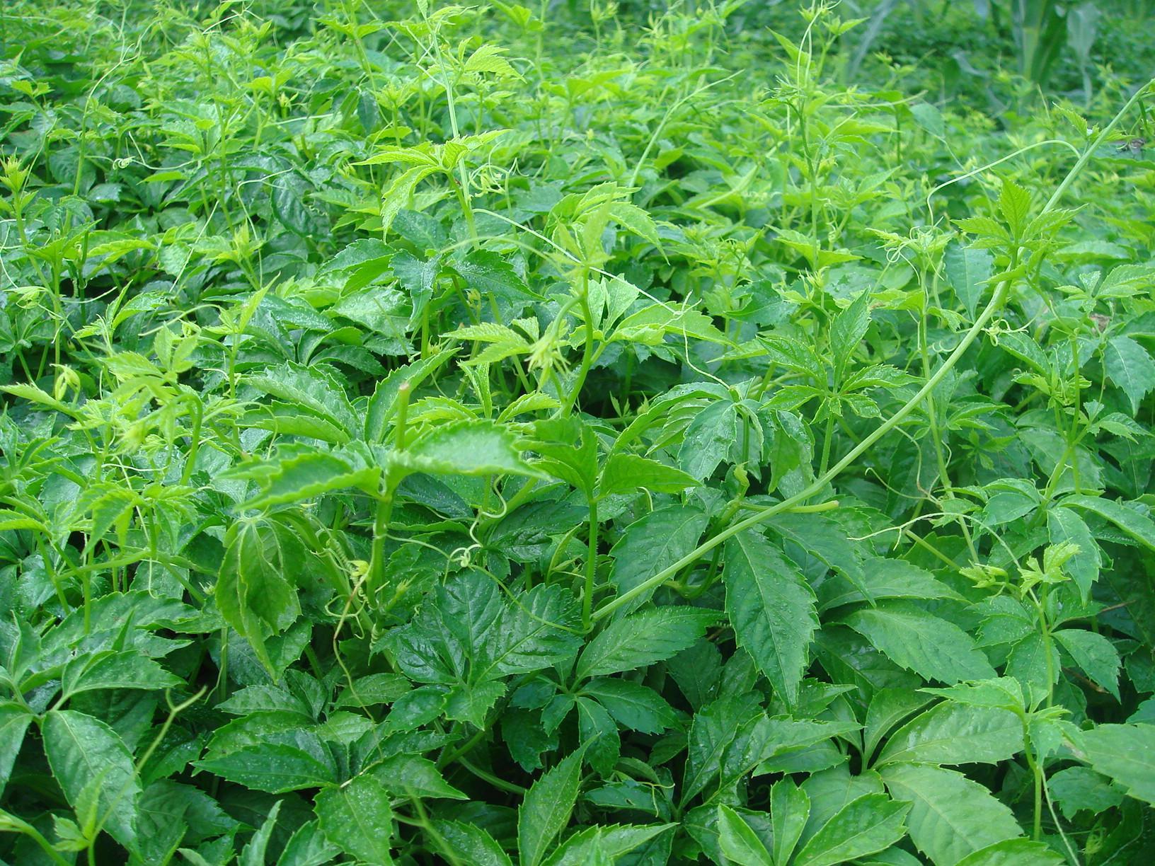 云南五叶参的功效与作用,中药五叶草功效与作用(降三高的"不老长寿草"