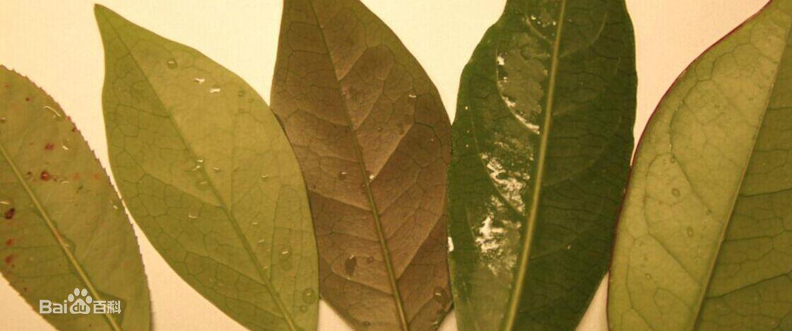 怎么样教你吹好听的笛子，小小一片树叶就可吹出优美歌声